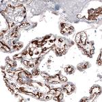 Laminin alpha-4 Antibody in Immunohistochemistry (Paraffin) (IHC (P))