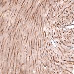 Laminin alpha-4 Antibody in Immunohistochemistry (Paraffin) (IHC (P))