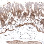 Laminin alpha-4 Antibody in Immunohistochemistry (Paraffin) (IHC (P))