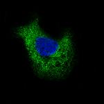 Laminin beta-3 Antibody in Immunocytochemistry (ICC/IF)