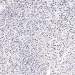 Laminin beta-3 Antibody in Immunohistochemistry (Paraffin) (IHC (P))