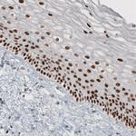 TLE3 Antibody in Immunohistochemistry (Paraffin) (IHC (P))