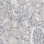 TLE3 Antibody in Immunohistochemistry (Paraffin) (IHC (P))