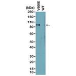 B-Raf (V600E) Antibody in Western Blot (WB)