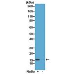 H2A.ZK4ac Antibody in Western Blot (WB)