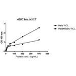 H3K79ac Antibody in ELISA (ELISA)