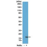 H3K79ac Antibody in Western Blot (WB)