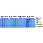 H3K79me3 Antibody in Dot Blot (DB)