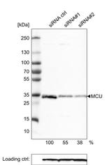 MCU Antibody