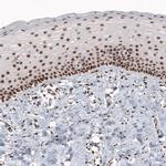 METTL14 Antibody in Immunohistochemistry (IHC)