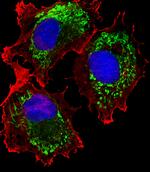 ALDH6A1 Antibody in Immunocytochemistry (ICC/IF)