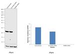 RAB8A Antibody in Western Blot (WB)