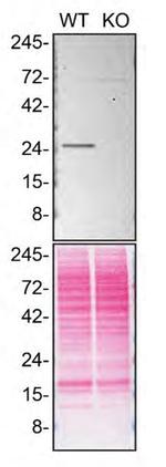 RAB5C Antibody in Western Blot (WB)