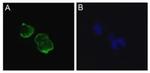 SCN5A Antibody in Immunocytochemistry (ICC/IF)