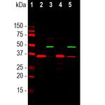 SF3B4 Antibody in Western Blot (WB)