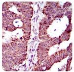 ABCG5 Antibody in Immunohistochemistry (Paraffin) (IHC (P))