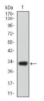 ABCG5 Antibody in Western Blot (WB)