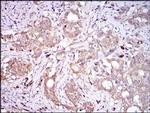 PON1 Antibody in Immunohistochemistry (Paraffin) (IHC (P))