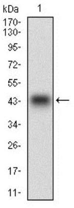 PON1 Antibody in Western Blot (WB)