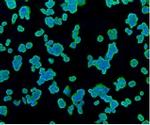 TSPO Antibody in Immunocytochemistry (ICC/IF)