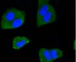 IRF1 Antibody in Immunocytochemistry (ICC/IF)