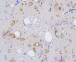 IRF1 Antibody in Immunohistochemistry (Paraffin) (IHC (P))