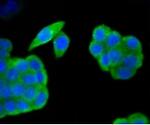 HAPLN1 Antibody in Immunocytochemistry (ICC/IF)