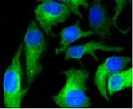 HAPLN1 Antibody in Immunocytochemistry (ICC/IF)