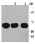 HAPLN1 Antibody in Western Blot (WB)