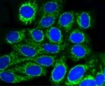 TOMM20 Antibody in Immunocytochemistry (ICC/IF)