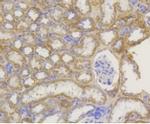 TOMM20 Antibody in Immunohistochemistry (Paraffin) (IHC (P))