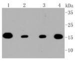 TOMM20 Antibody in Western Blot (WB)