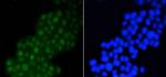 DGCR8 Antibody in Immunocytochemistry (ICC/IF)