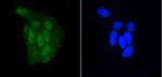 DGCR8 Antibody in Immunocytochemistry (ICC/IF)