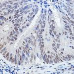 DGCR8 Antibody in Immunohistochemistry (Paraffin) (IHC (P))