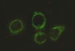 DLAT Antibody in Immunocytochemistry (ICC/IF)