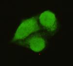 GTF2B Antibody in Immunocytochemistry (ICC/IF)