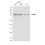 UHRF1 Antibody in Western Blot (WB)