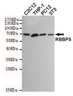 RBBP5 Antibody in Western Blot (WB)