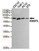 RBBP5 Antibody in Western Blot (WB)