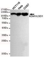 LSD1 Antibody in Western Blot (WB)