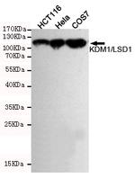 LSD1 Antibody in Western Blot (WB)