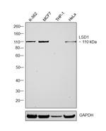 LSD1 Antibody in Western Blot (WB)