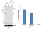 LSD1 Antibody in Western Blot (WB)