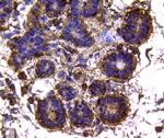 IDH1 Antibody in Immunohistochemistry (Paraffin) (IHC (P))