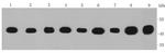 IDH1 Antibody in Western Blot (WB)