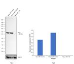 IDH1 Antibody in Western Blot (WB)