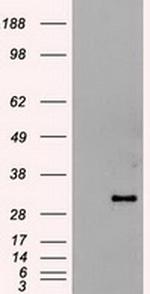 Hex Antibody in Western Blot (WB)