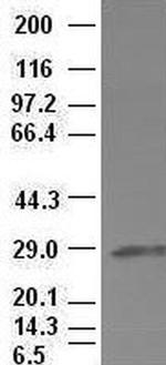 Hex Antibody in Western Blot (WB)