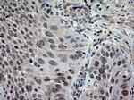 NTF3 Antibody in Immunohistochemistry (Paraffin) (IHC (P))